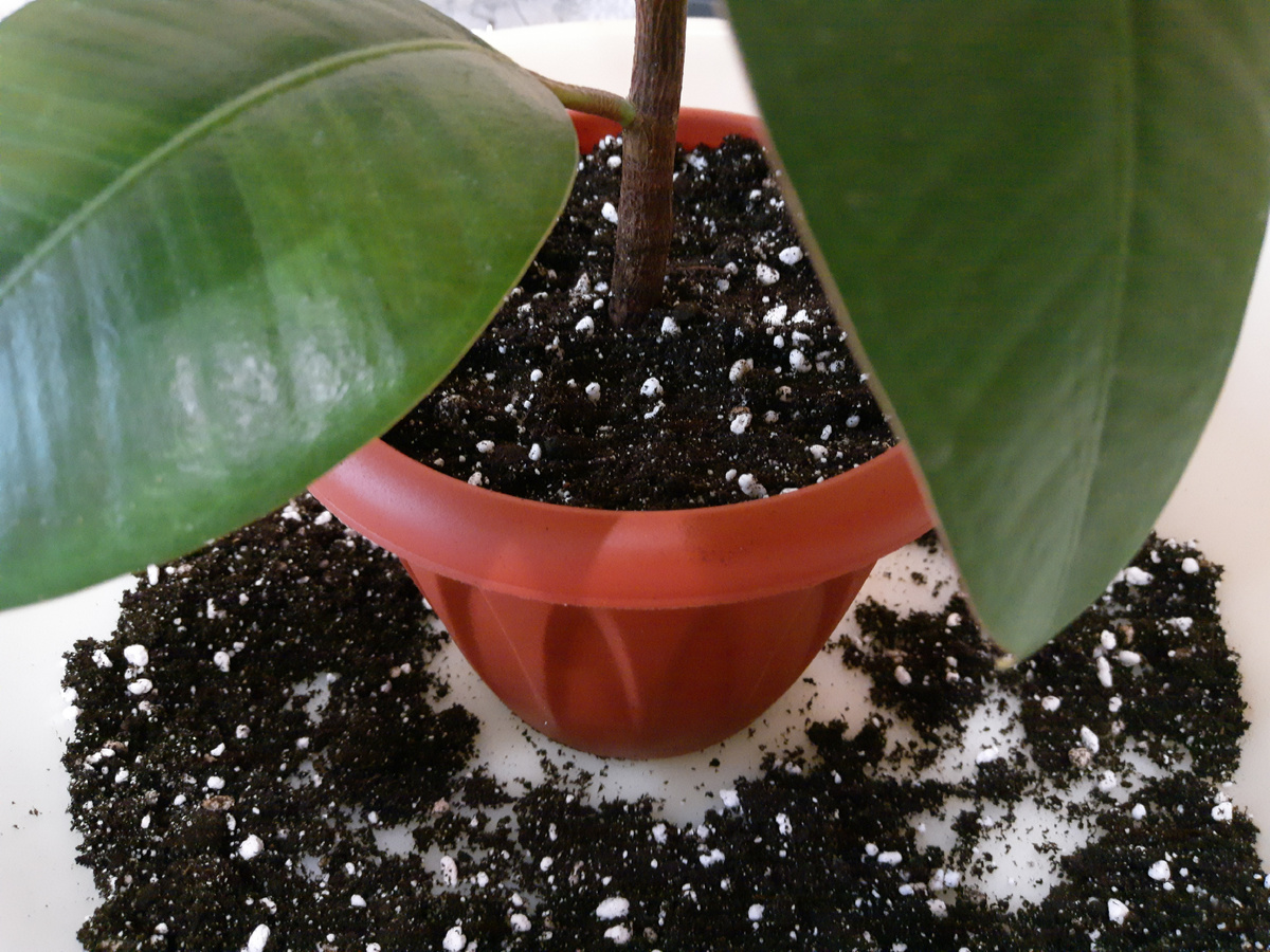 Перлита добавила в грунт побольше