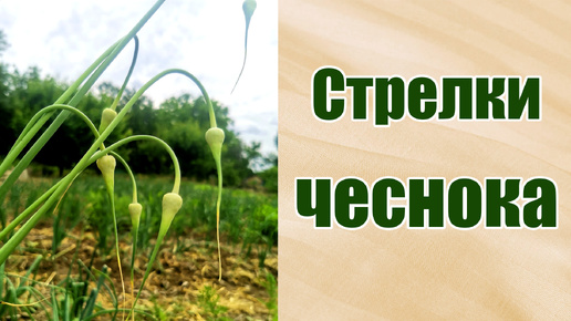 Стрелки чеснока. Когда удалять стрелки на озимом чесноке. Для чего они нужны. Семенное размножение чеснока.