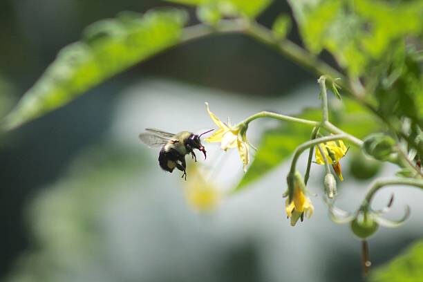 Причины отваливания цветочков у томата Жаркая погода может стерилизовать пыльцу, что приводит к отсутствию опыления и отваливанию цветочков.-2