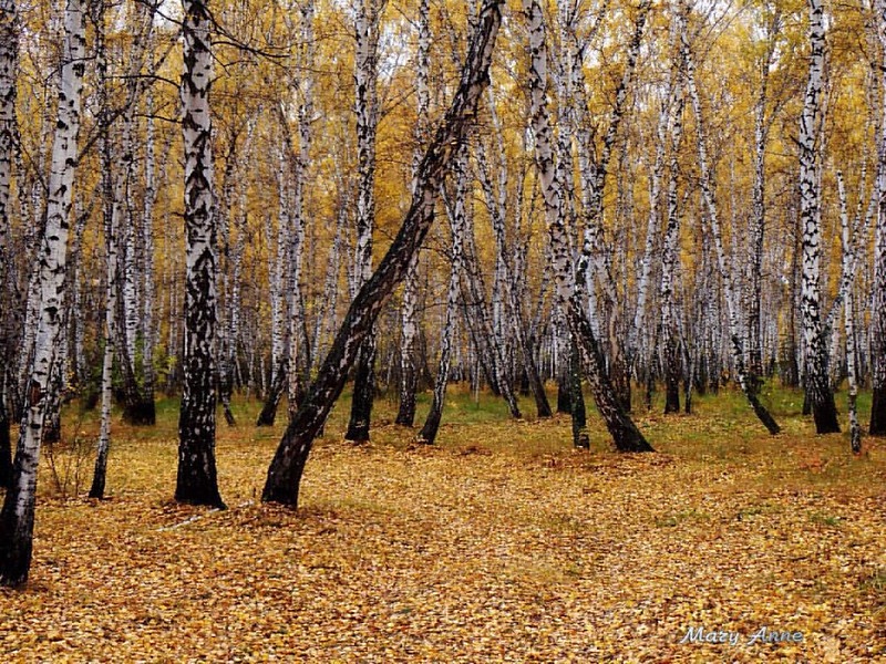 Мещанский лес 