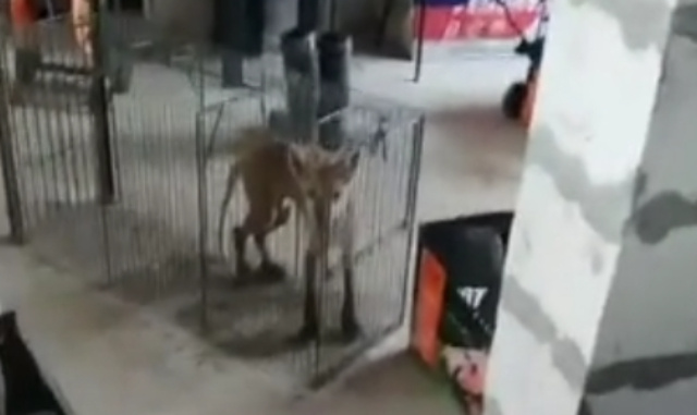    В «Легенду» попала лиса с лысым хвостом и струпьями по всему телу