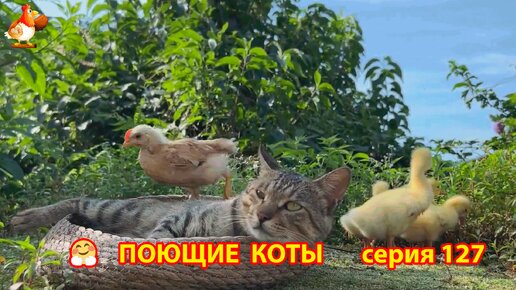 Крутые коты у птичьего двора выпуск 127 🐈🐈‍⬛😹 Утята рядом ❣️ Природа Абхазии и красивое подворье с птицами и животными 🥰