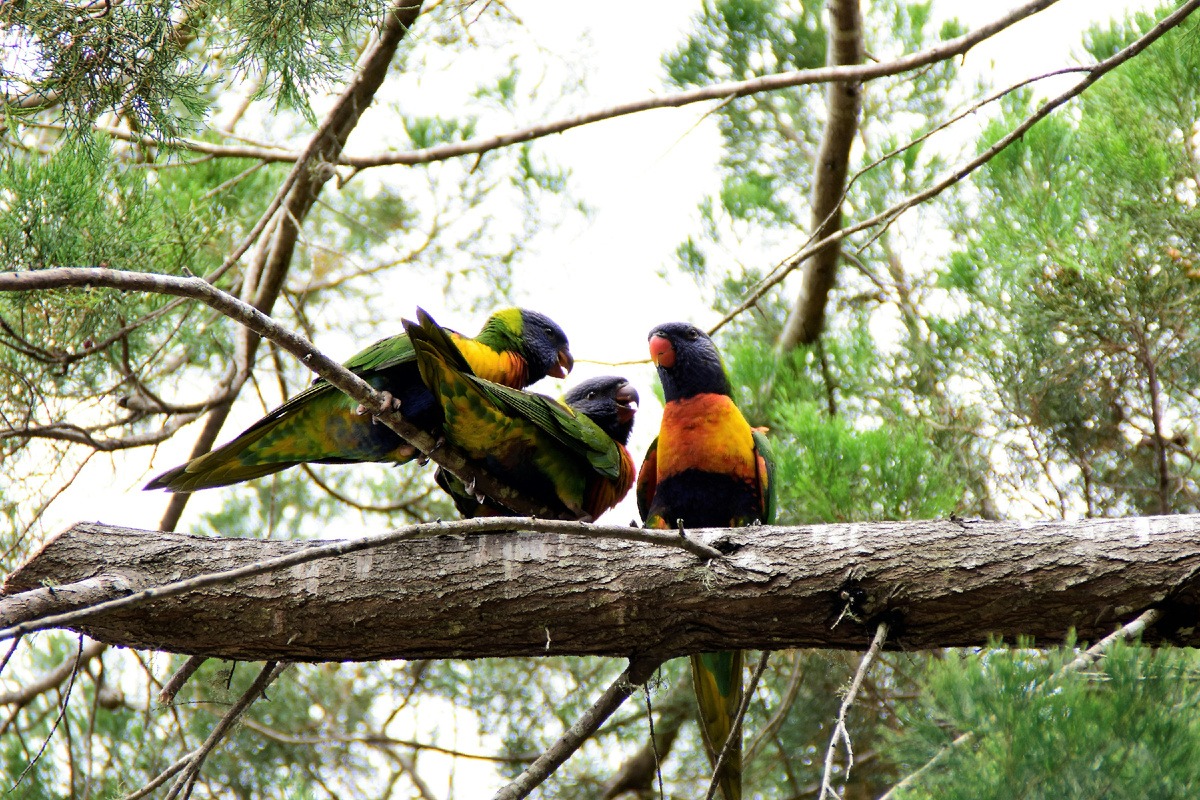 https://unsplash.com/photos/three-assorted-birds-on-branch-PNCaC9_GIvs