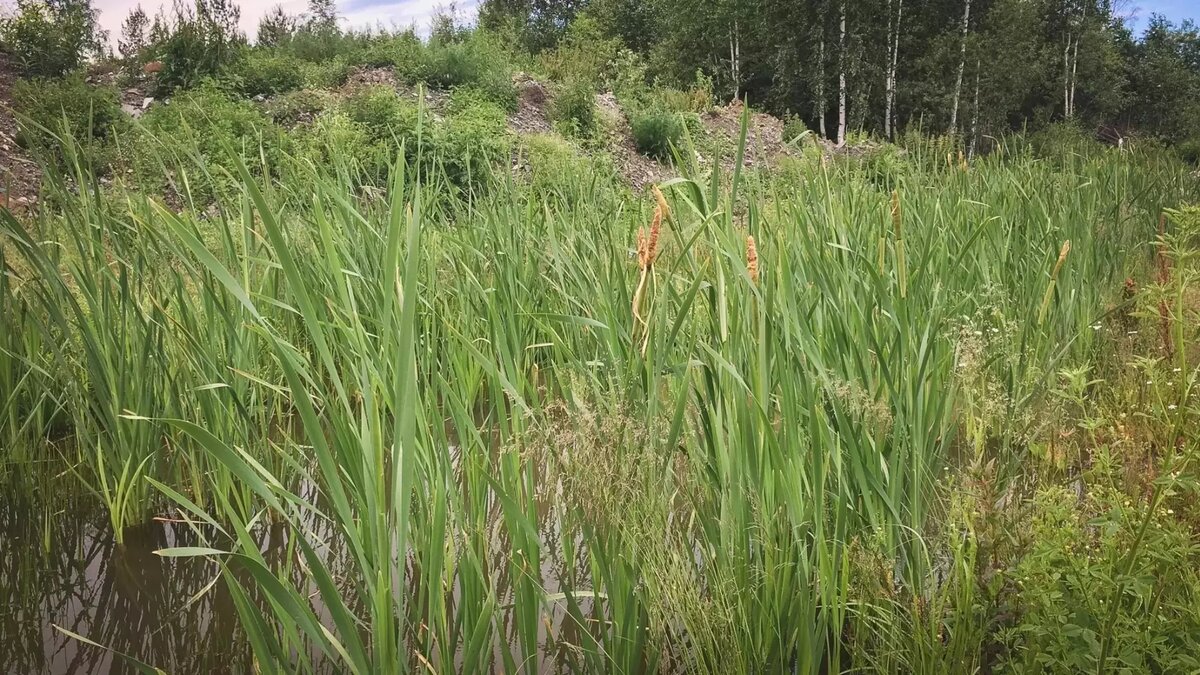     Источник: 1MI