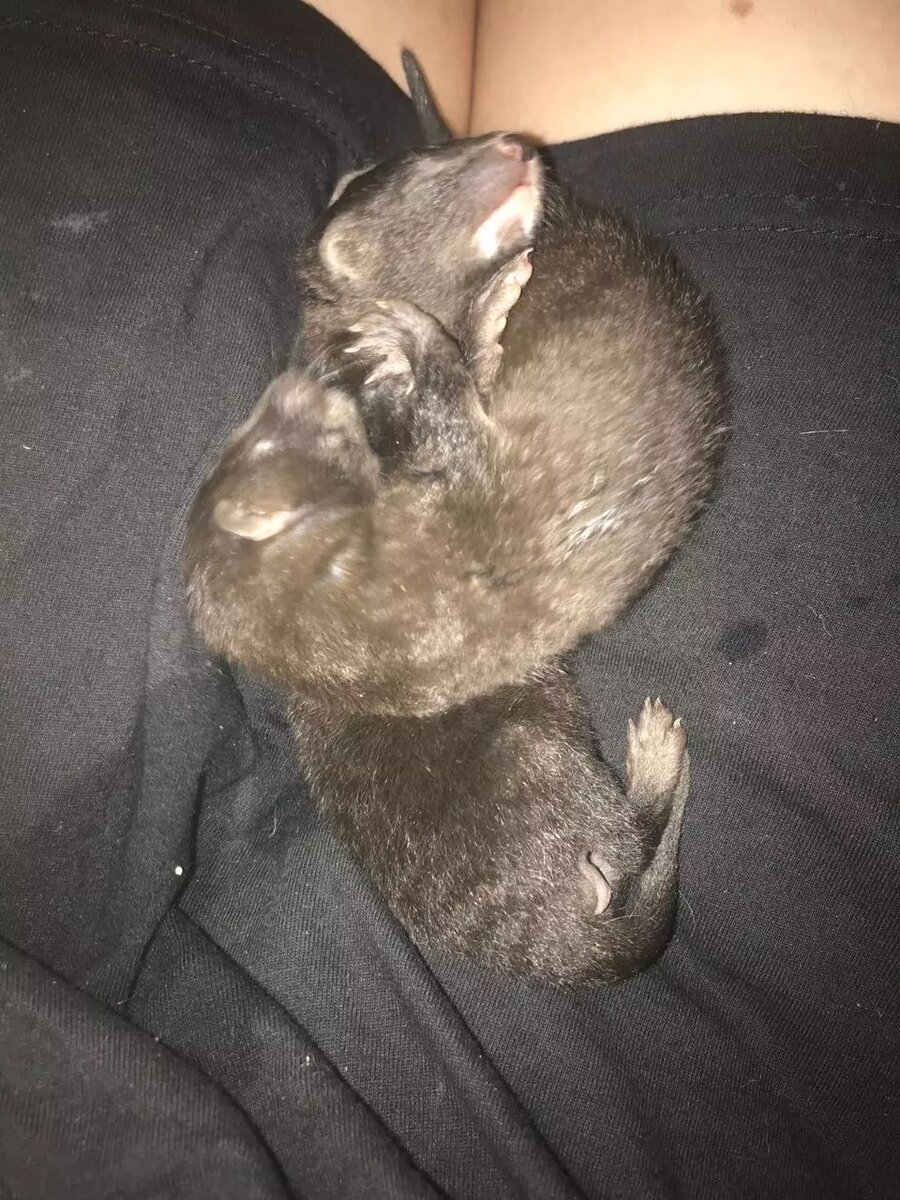     Источник: ЦРДЖ «Пин и Пуф»/ Telegram