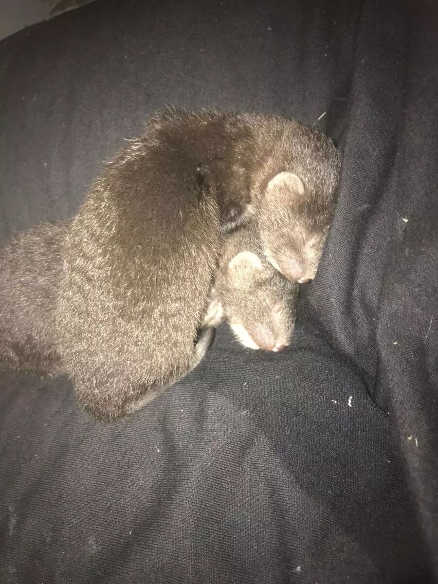     Источник: ЦРДЖ «Пин и Пуф»/ Telegram