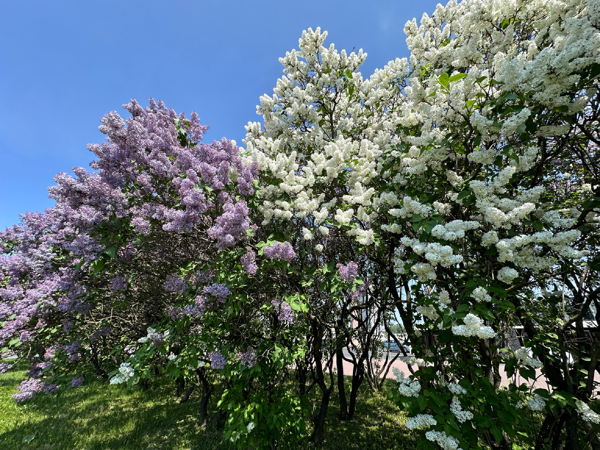 Жаль аромат не передать
