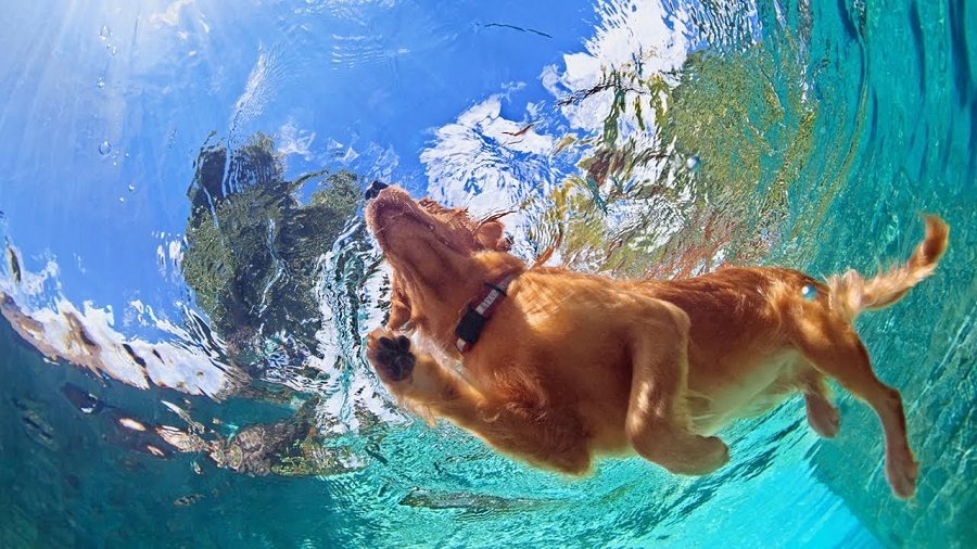На большинстве территории Россия наступило теплое лето, вода в водоемах прогрелась и самое время доставить вашей собаке удовольствие: свозить ее поплавать на ближайший к вам водоем.
