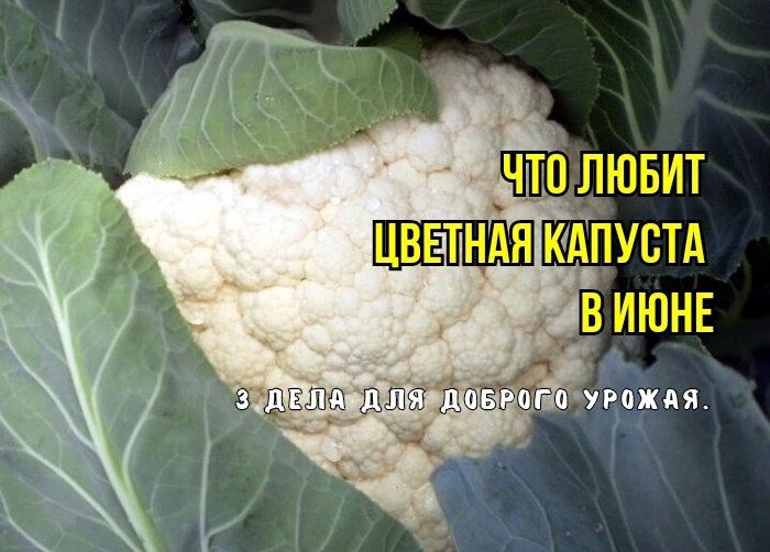 Цветная капуста в июне: 3 дела - чтобы головки были крупными, белыми, сочными то не желтели и росли быстро. Советы агрономов