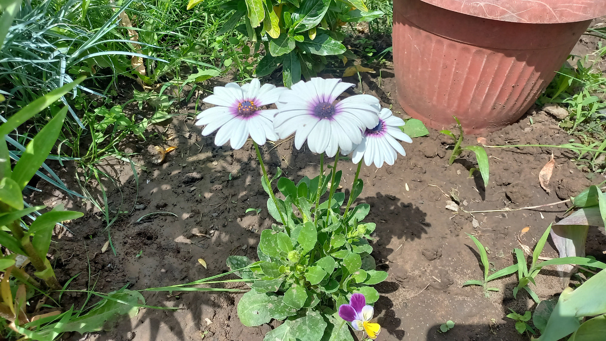 цветок остеоспермум