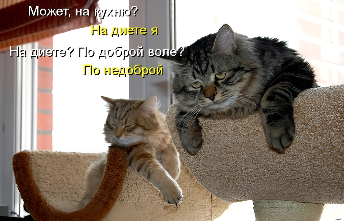 Источник: kotomatritsa