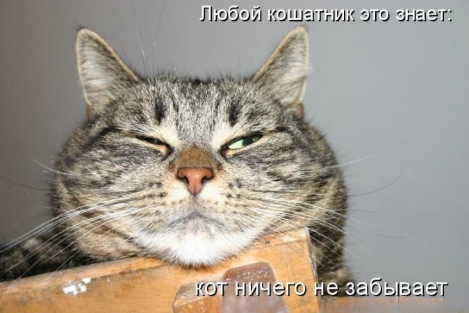 Источник: kotomatritsa