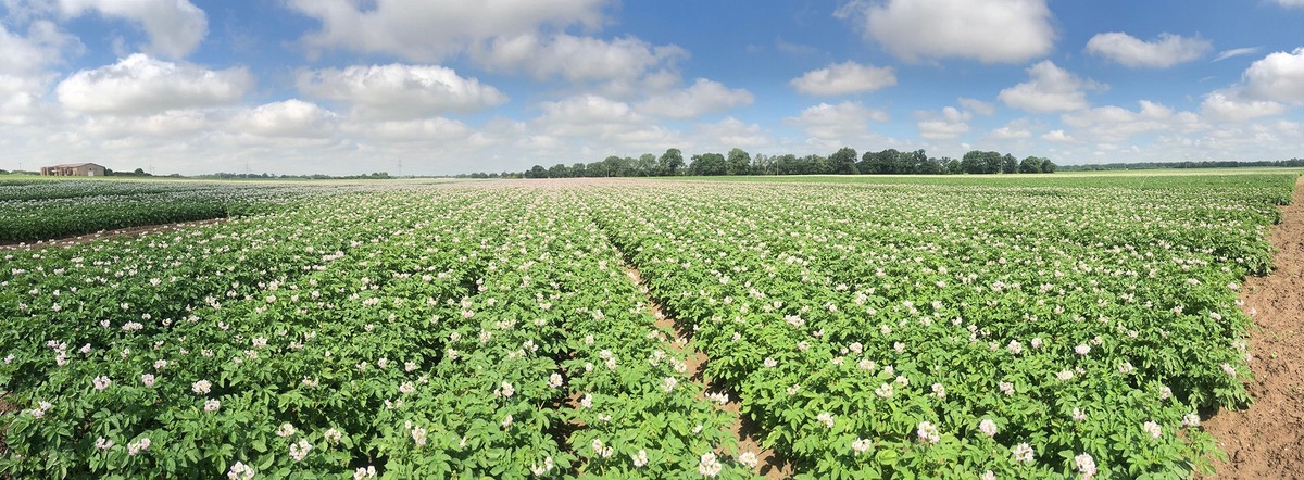 Картофельное поле на любой родительской даче.