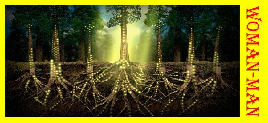 пример по обмену питательными веществами между деревьями