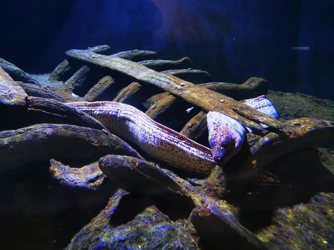 Вот она - героиня нашей истории