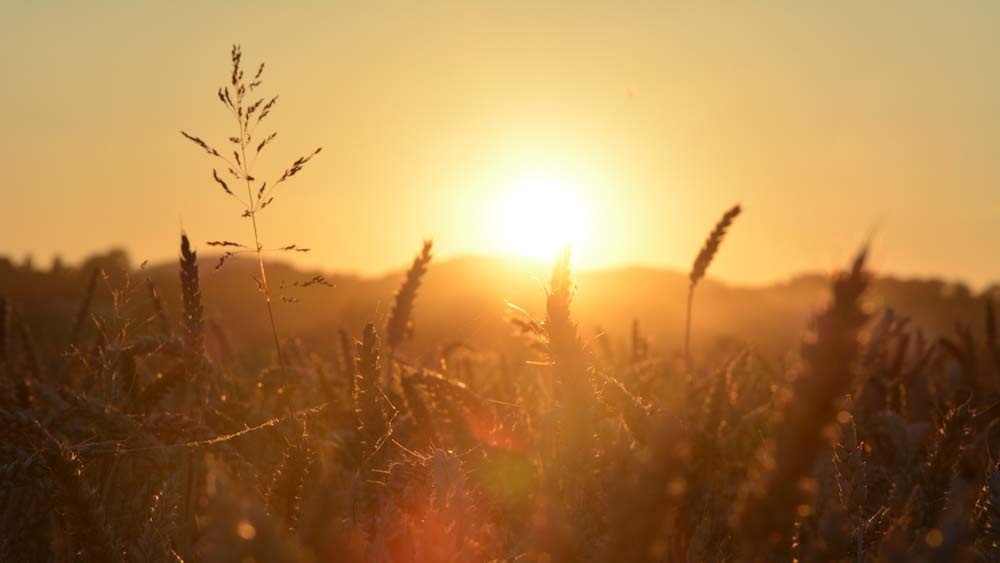 Летнее солнцестояние. Фото в свободном доступе.