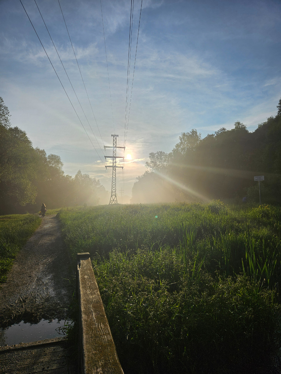 Лес, в котором я часто гуляю.