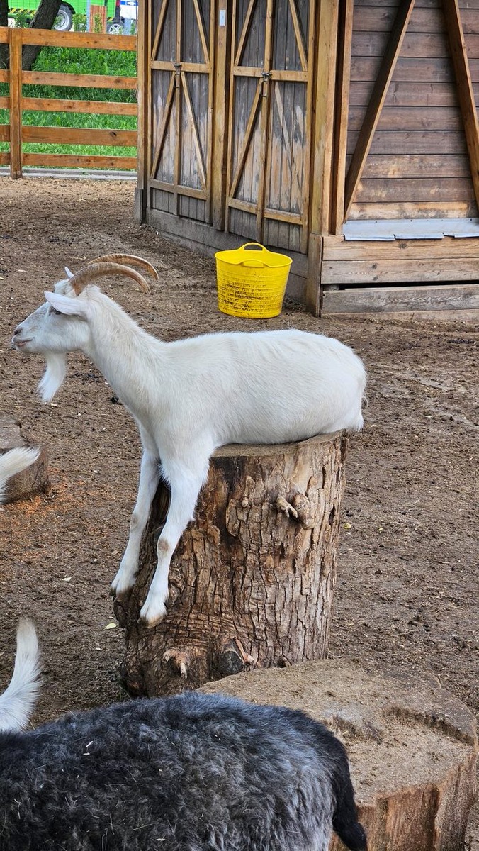 На днях ходили с детьми на ферму. Кормили морковкой коз, альпак, ослика.