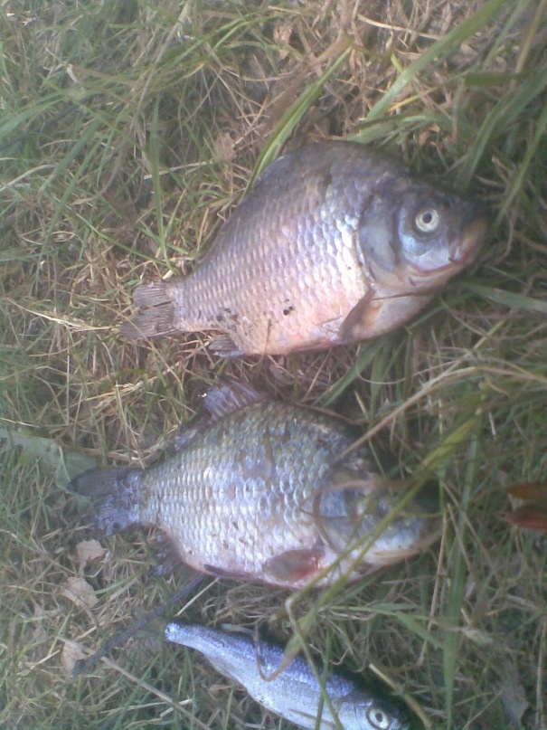 Сверху - серебряный карась, снизу - золотой карась 