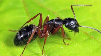 На что способны обычные муравьи