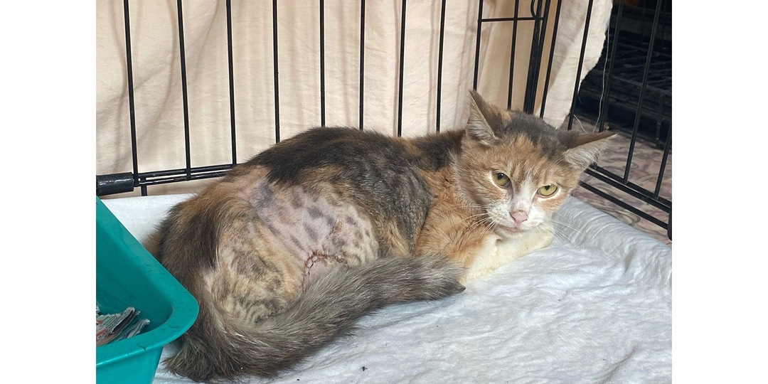 «Пахла гнилью»: кошка попросила помощи у бабушки в Краснодаре