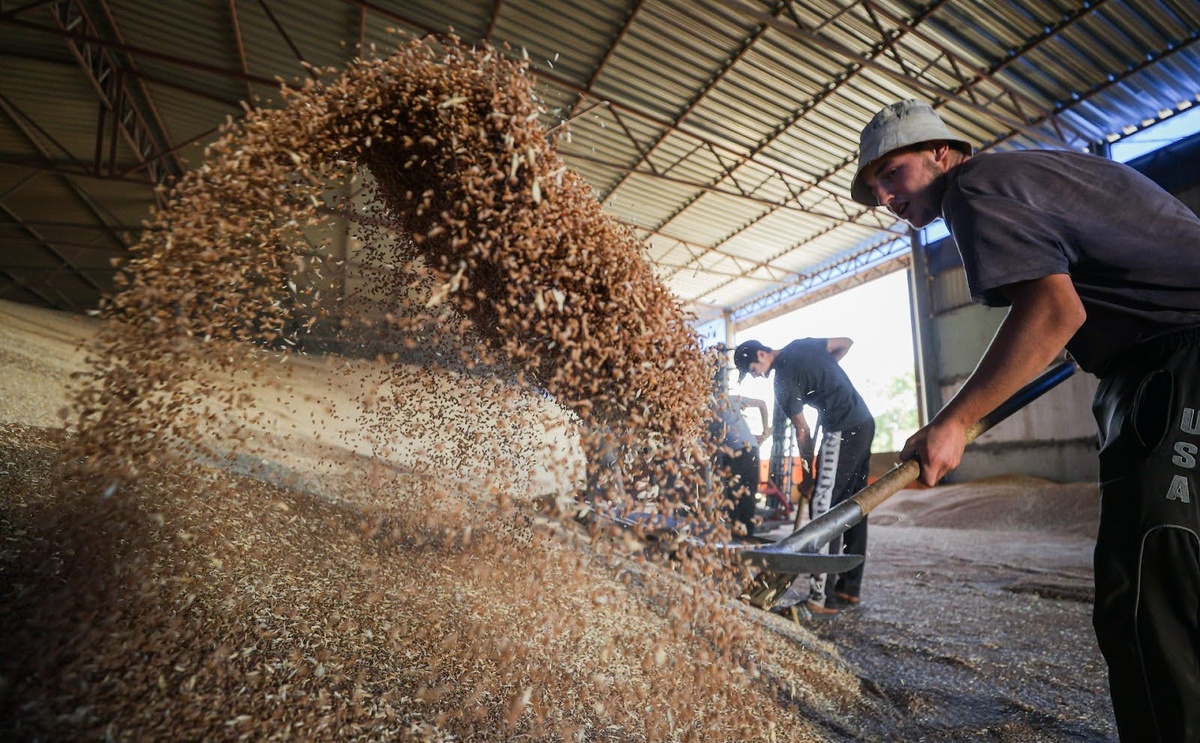 Китай отказался от закупки 1,5 миллиона тонн зерна из Америки и Австралии