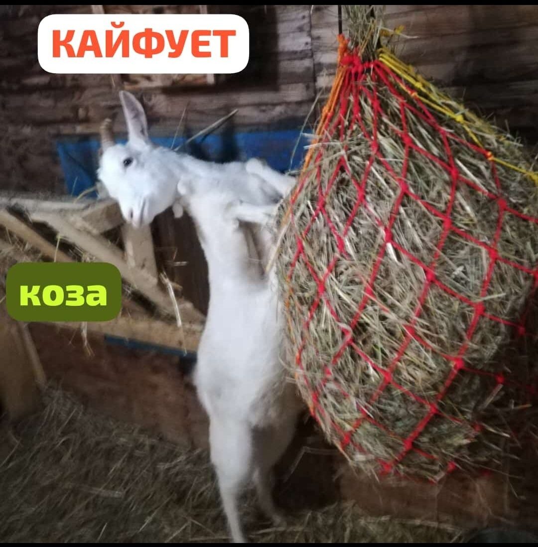 Наша коза Фиона радуется удобной кормушке, рептуху!