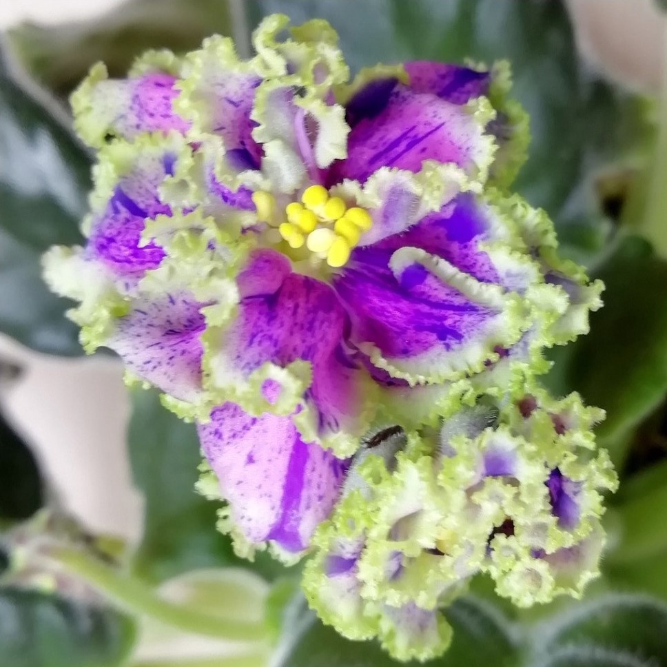 Ален-Коштовне Камiння 