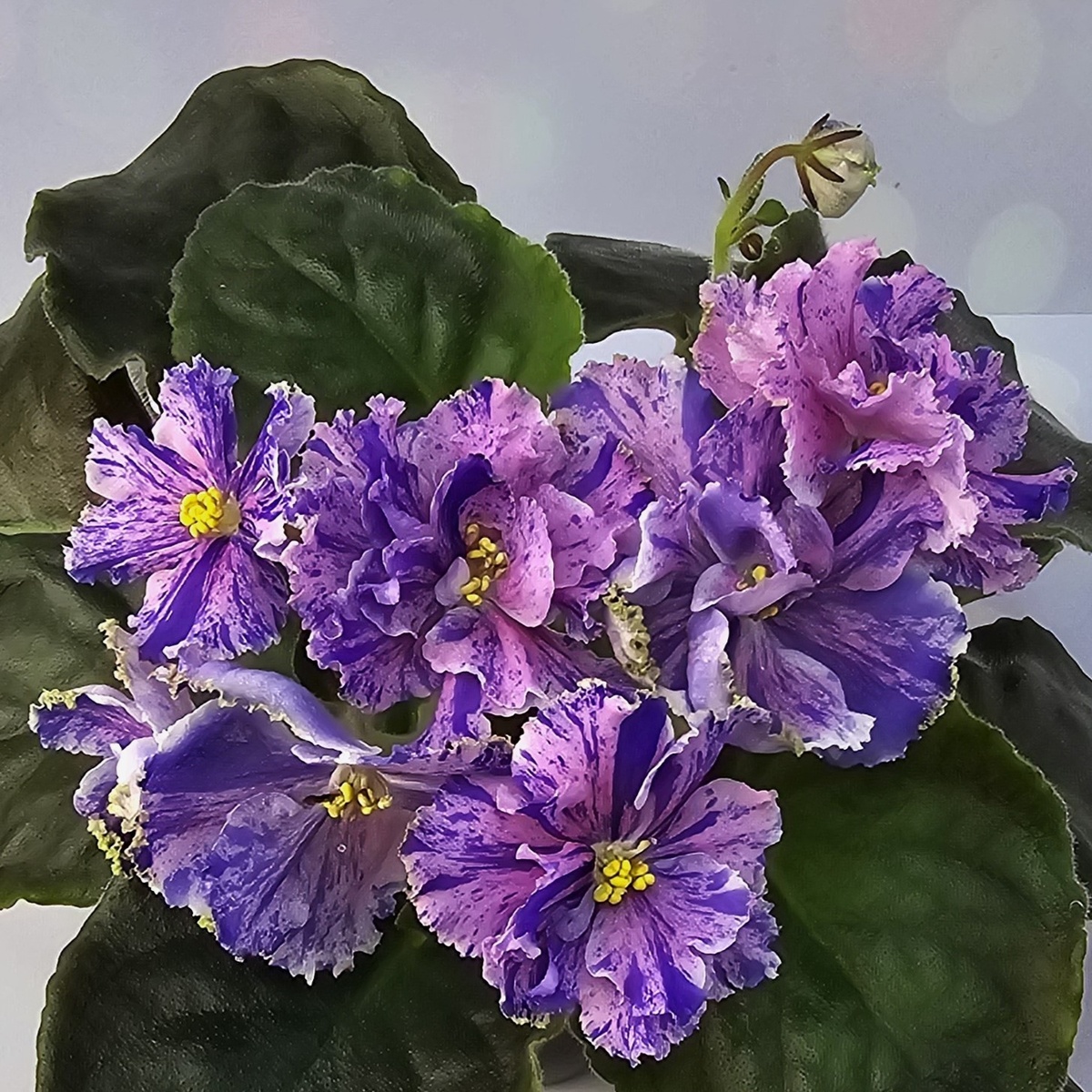 Ален-Коштовне Камiння