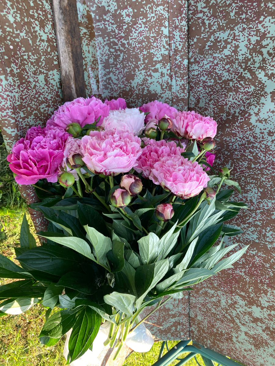 На фото - Сара Бернар, pietre vriend wagenaar и 2 пересортных пиона качаются на качелях