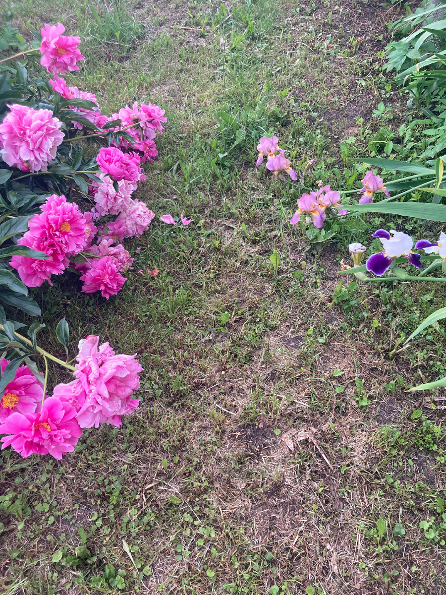 Ирисам тоже досталось, тоже прилегли отдохнуть