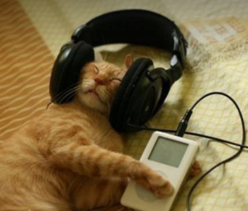 Котик для привлечения внимания