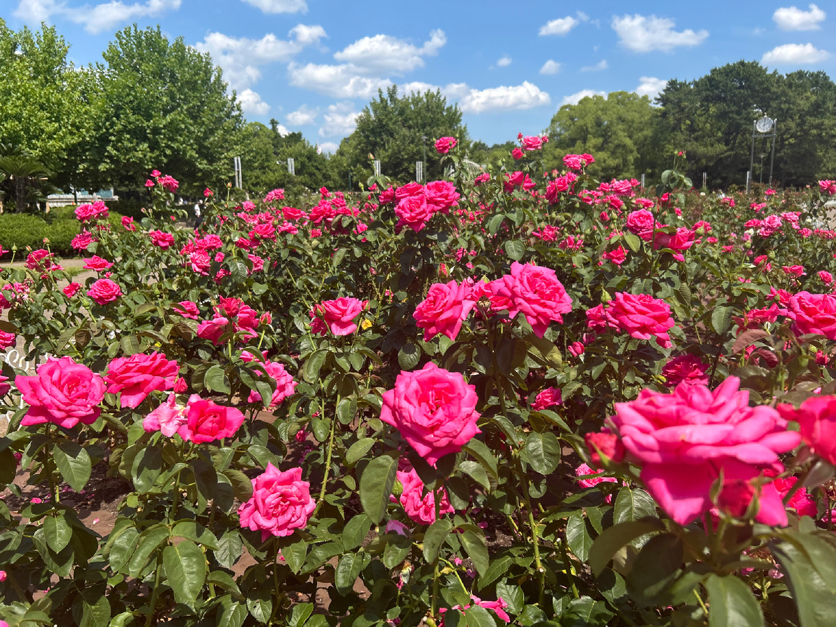 Это «Мария Каллас». Если у вас сад, обязательно такую розу посадите! Аромат божественный.