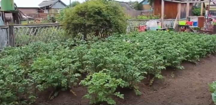  Картошка растёт на даче