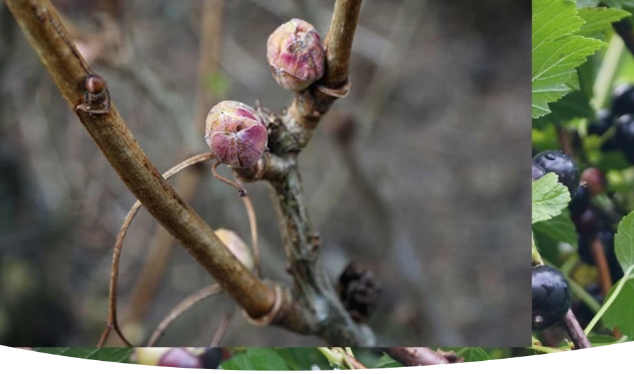 Как бороться с клещами на смородине: чем обработать от почкового и листового клеща