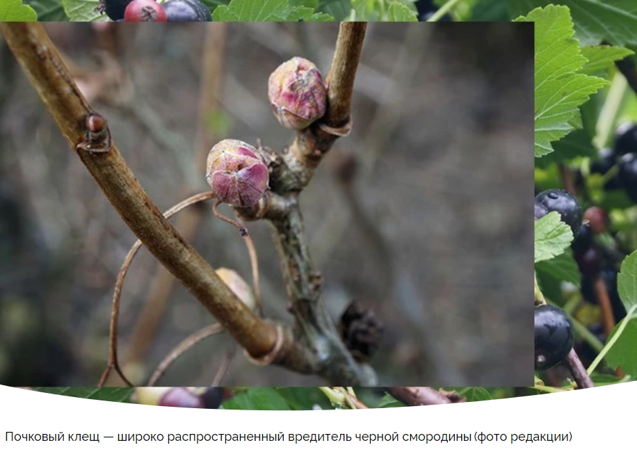 Клещ на смородине фото - DelaDom.ru