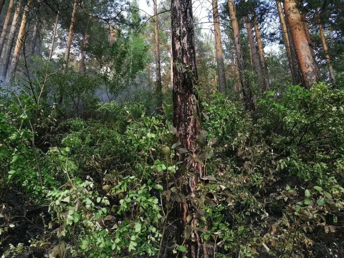     Источник: t.me/lpckrsk