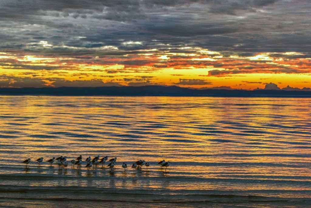 Наджи-Бич, Брисбен, Квинслэнд, Австралия. Фото из домашнего архива.
