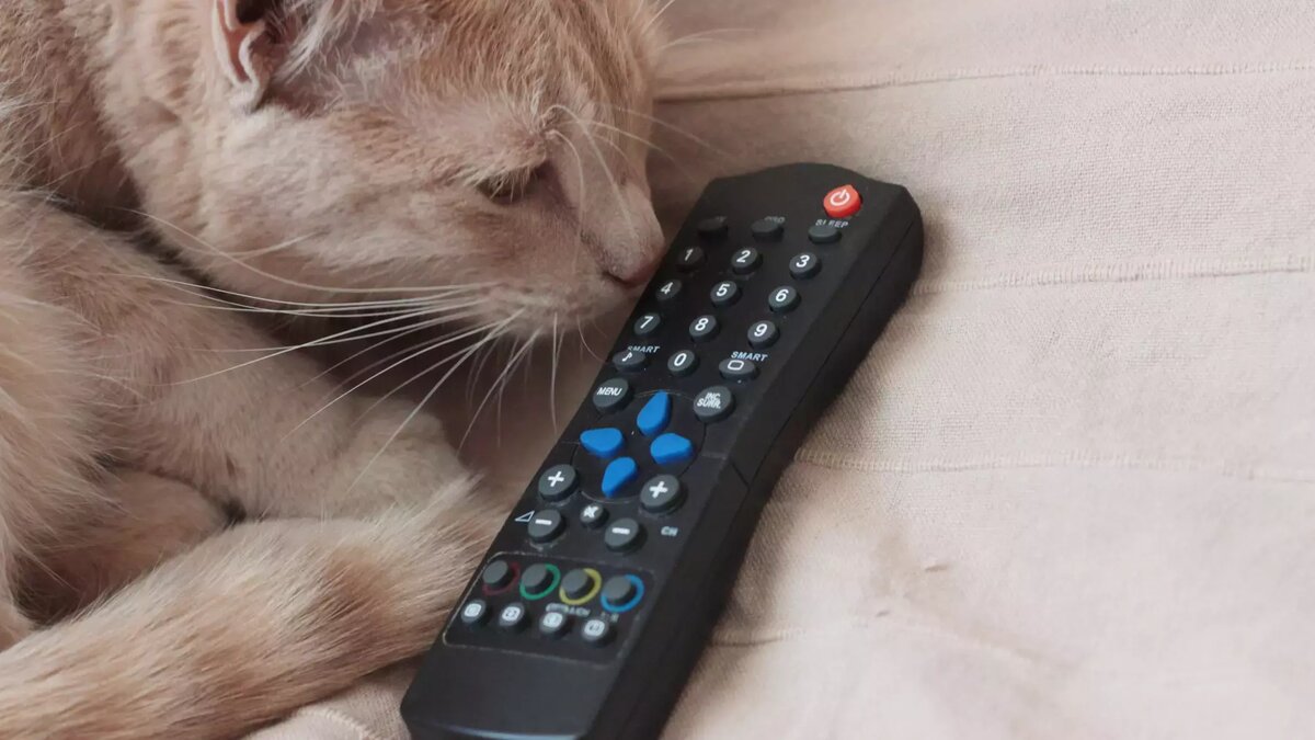     Источник: gorod55.ru