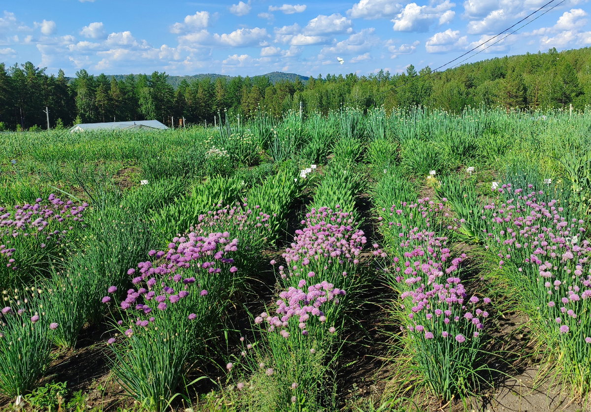 Эксперементальное поле компании Уральский Дачник (Миасс ООО "Гетерозисная селекция)
