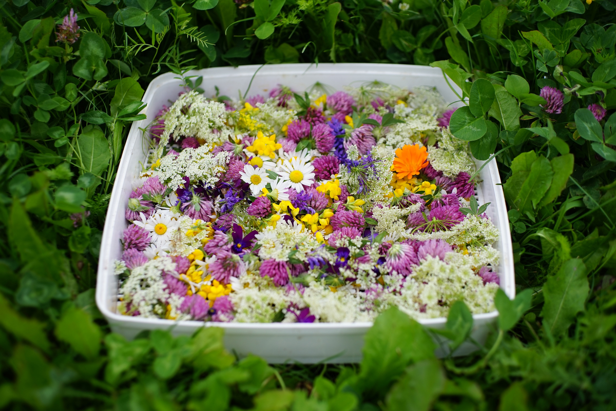 Травница | Я деревенская | Дзен