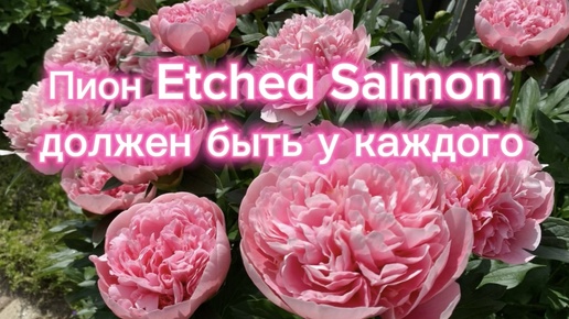 Пион Etched Salmon должен быть у каждого!!!