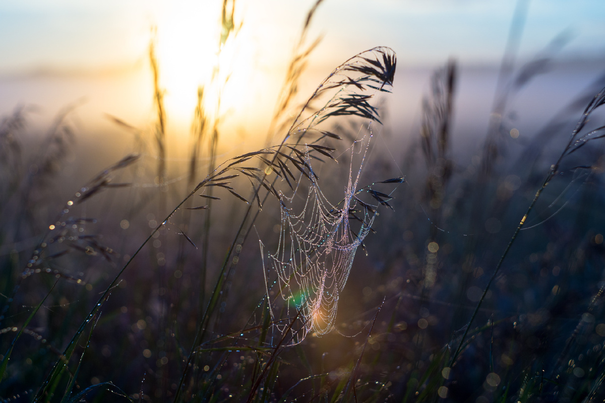 - Уже утро? ... еще пять минуточек... фото яндекс.