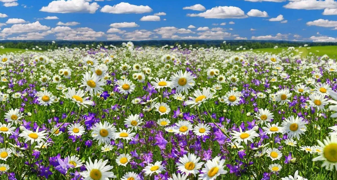 Яндекс картинки