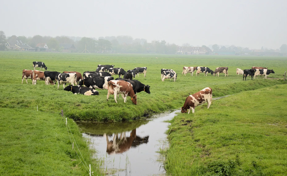 Яндекс картинки