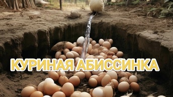 СКВАЖИНА ЖЕЛОНКОЙ РЯДОМ С ПТИЦЕФАБРИКОЙ🐔🚰