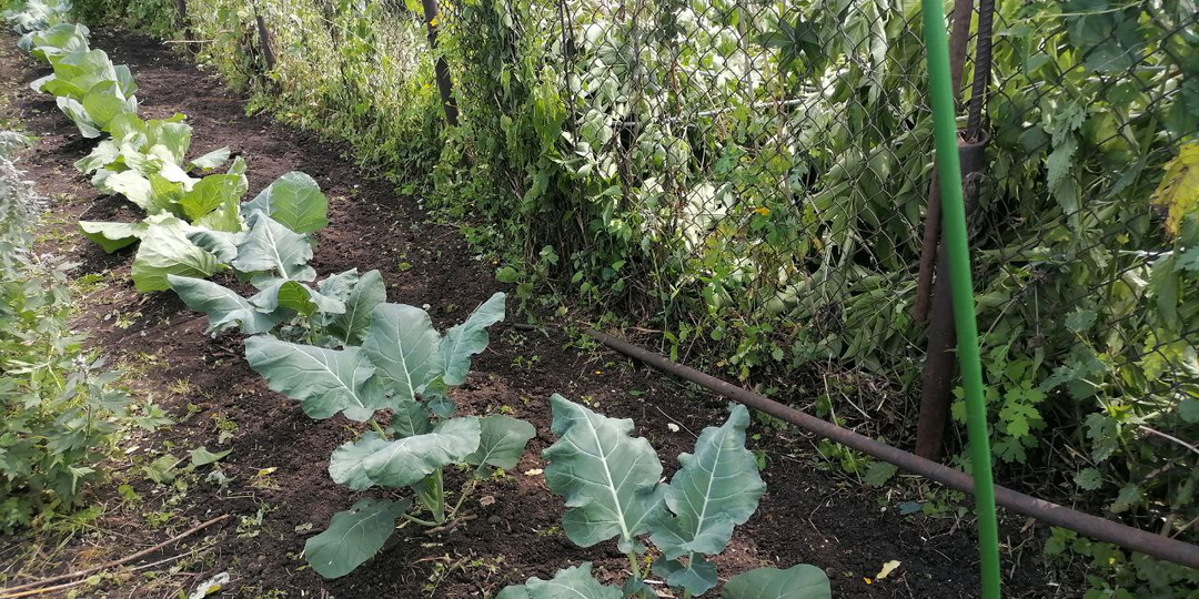 Как бороться с сорняками, чтобы не замучиться. Прополка грядок - легко и надолго