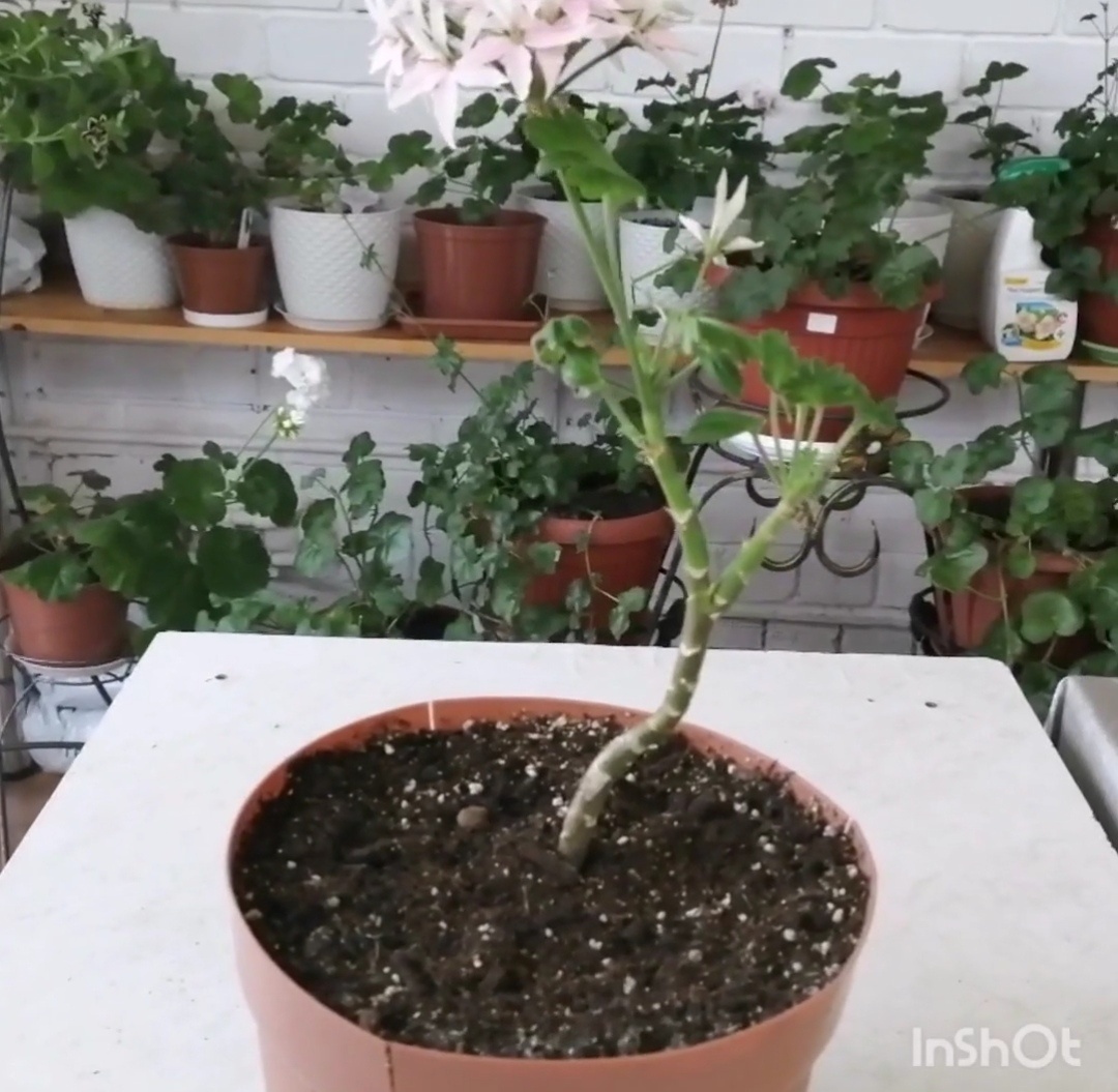 Сидит  стеллар уже 2 года в нем. Пересаживать не буду. Пусть так и наращивает корневую. 