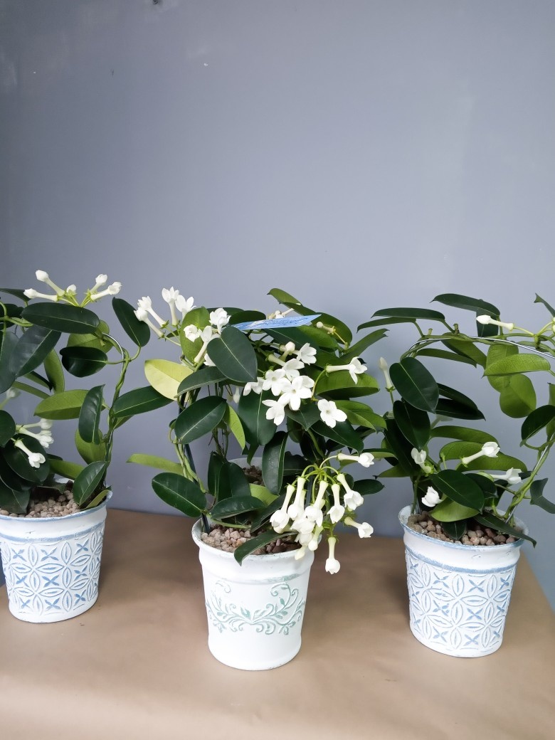 Фото автора блога Алина Ковина. Стефанотис Флорибунда. Уход.