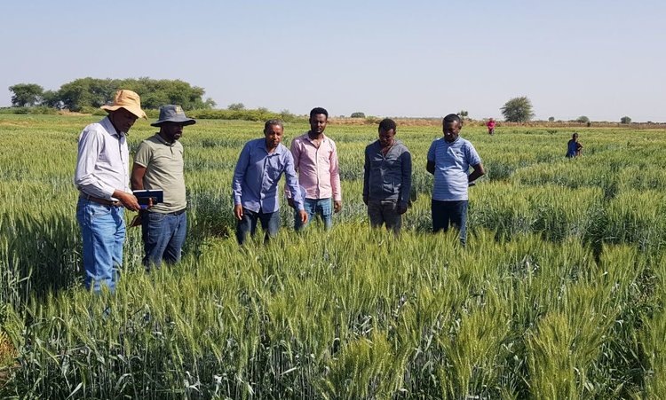   Новые жаростойкие сорта пшеницы для орошаемого земледелия ускоренно размножают в Эфиопии